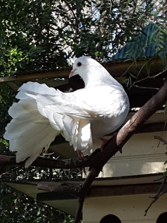 The Dove Cote Bed & Breakfast Tanunda Ngoại thất bức ảnh