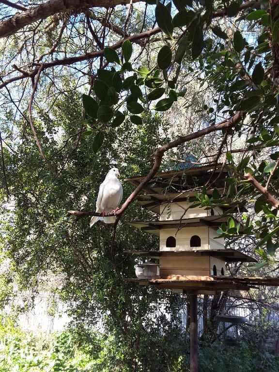 The Dove Cote Bed & Breakfast Tanunda Ngoại thất bức ảnh
