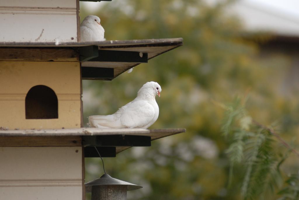 The Dove Cote Bed & Breakfast Tanunda Ngoại thất bức ảnh