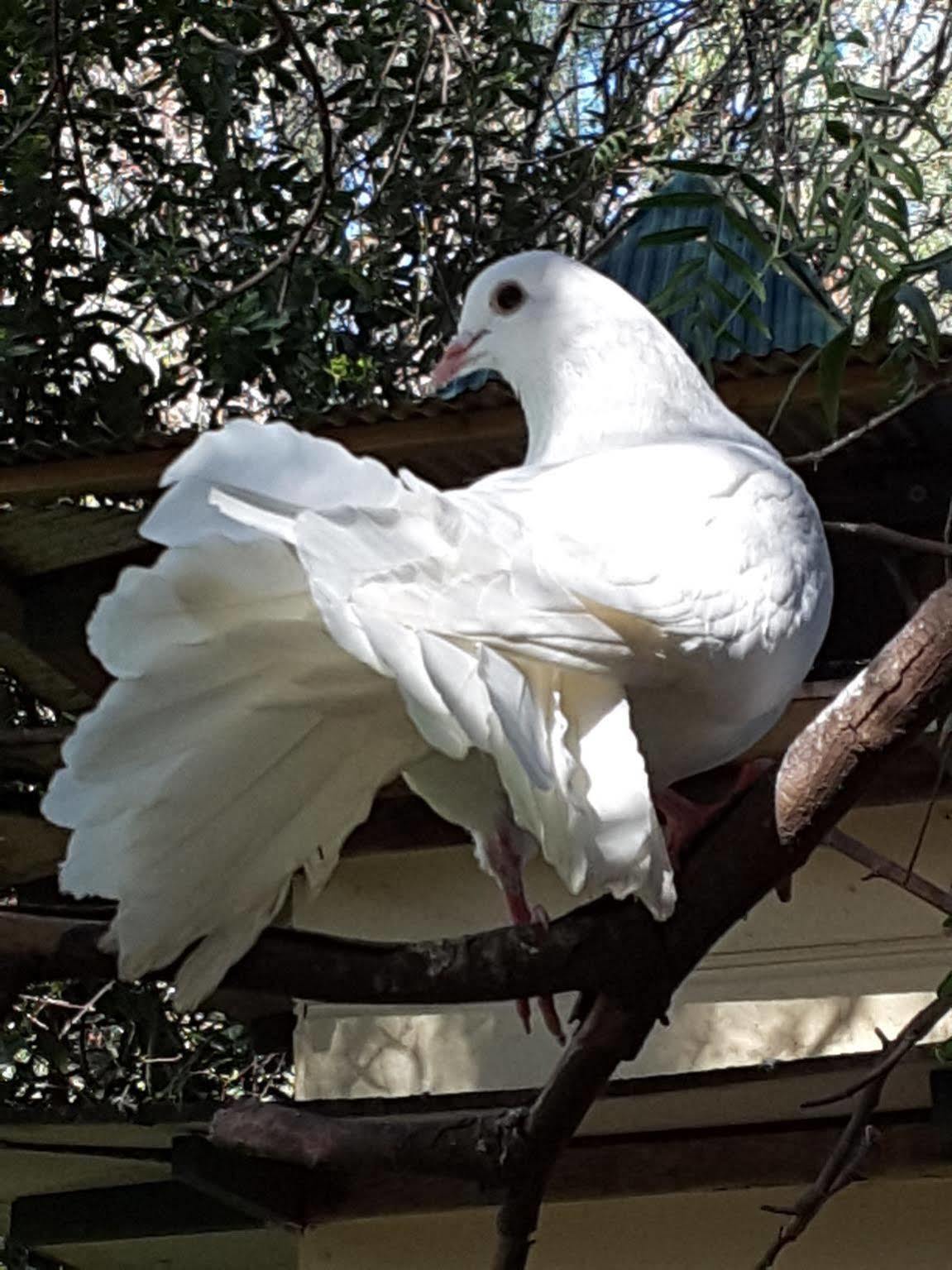 The Dove Cote Bed & Breakfast Tanunda Ngoại thất bức ảnh